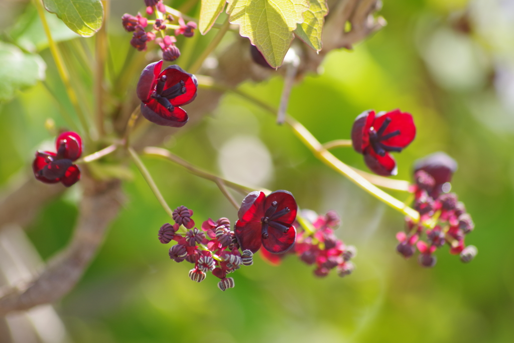 ミツバアケビ　アケビ科  雌雄同株ですが、花弁はなく果肉は風味があり、食用として珍重されています。、紫色の萼片が特徴的です  葉は「木の芽」としても知られ、料理に利用されます。つるは籠編みなどの民芸品に使われることがあります。