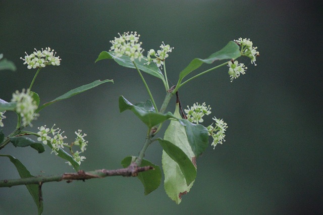 ツルマサキ ニシキギ科 特徴として、ツルマサキは緑色の枝から多数の気根を伸ばし、他の樹木をよじ登るか地上を這います。葉は革質で、長さ0.3-1cmの葉柄をもって年茎ごとに1-5対、対生します。葉の形は楕円形、長楕円形、ときに円形で、縁には低鋸歯があります。花期は6-7月で、今年枝の下部の葉腋や芽鱗痕わきから集散花序を付けます。花は4弁花で淡緑色で、花弁の長さは2mm、花の径は5mmほどです。雄蕊は4本つきます。果期は10-12月で、果実は蒴果で径5-6mm、割れると橙赤色の仮種皮を持つ種子が現れます