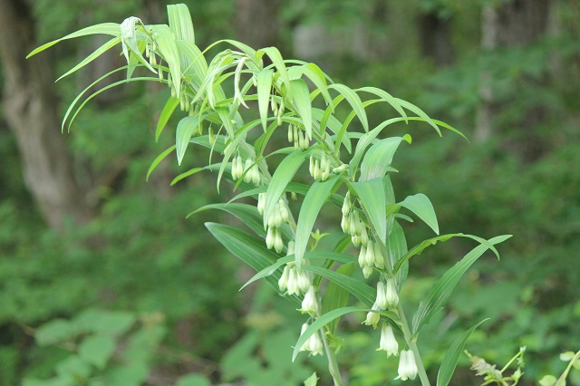 オオナルコユリ ユリ科 この植物は、茎が円柱形で稜がなく、上部で弓状に曲がり、長さは1-1.6mになります。根茎は屈曲して太く、直径3cmに達することもあります。葉は長さ15-25cmの披針形から長楕円形で、葉柄は短いです。5月から7月にかけて、白色で先端が緑色を帯びた漏斗状鐘形の花を咲かせ、花糸は基部にいぼ状突起があるのが特徴です。果実は直径0.8-1.2cmの球形の液果で、黒色に熟します