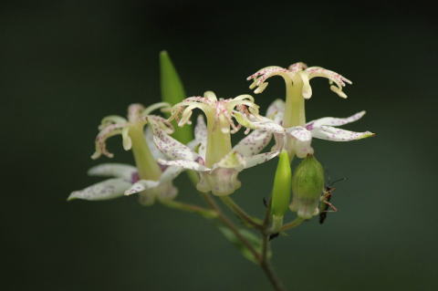 ヤマホトトギス ユリ科 ヤマホトトギスは、林緑や明るい林床に生育し、茎の先や葉の脇から花茎を伸ばして上向きに咲く花を数個つけます。花被片は斑点が大きく、上半部が反り返る特徴があります