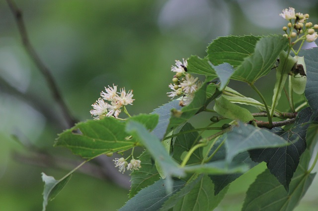 シナノキ シナノキ科 葉: 互生し、長さ6 - 10センチメートル、幅5 - 6センチメートルの左右非対称のハート形で、鋸歯があります。秋には黄色に紅葉します。花: 夏に淡黄色の小さな花を咲かせ、よい香りがします。花序の柄にはへら形の苞葉がつく特徴がありま
