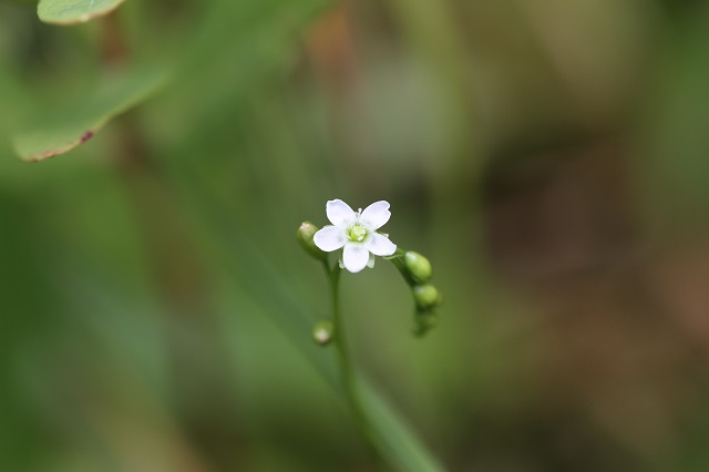 モウセンゴケ モウセンゴケ科 　食虫植物であり、虫を消化吸収しますが、モウセンゴケトリバの幼虫はモウセンゴケの粘液に耐性を持っているため、逆に食べられてしまいます。