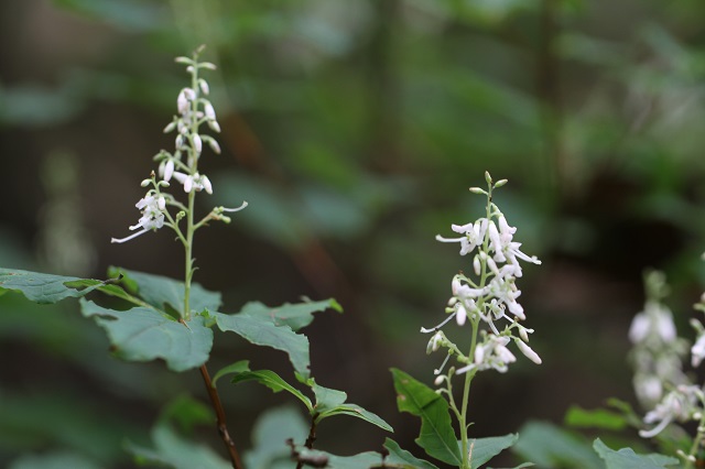 ホツツジ  ツツジ科、落葉低木です。名前の由来: 和名「ホツツジ」は、花が細長い円錐状の穂につくことに由来します