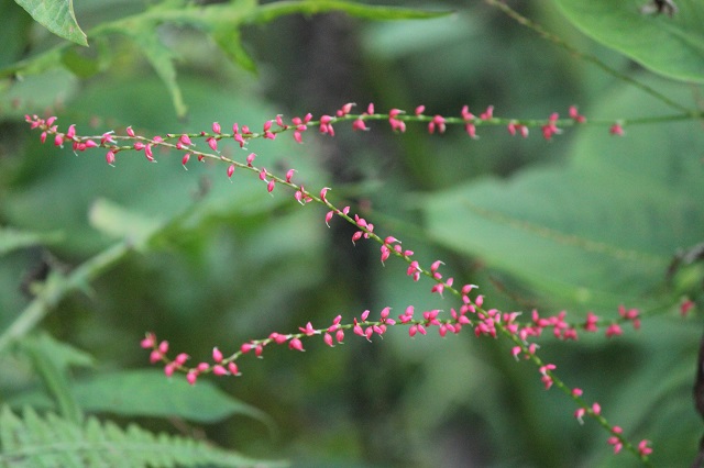 ミズヒキ タデ科 多年草で、紅白の小さな花が特徴で、その姿がご祝儀袋の水引紐に似ていることからこの名前が付けられました。