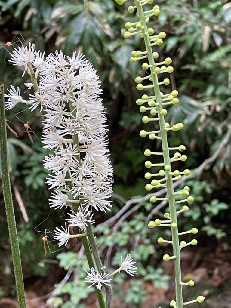 サラシナショウマ  キンポウゲ科  升麻（ショウマ）: サラシナショウマの根茎は「升麻」として知られ、発汗、解熱、解毒、胃炎や腸炎の治療に用いられます。漢方薬の成分としても利用されています。日本の一部地域では絶滅危惧種として指定されています。