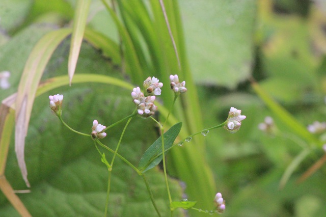 アキノウナギツカミ  タデ  名前の由来
「アキノウナギツカミ」の名前は、茎に生える刺を使えばヌルヌルしたウナギでも掴めるということから来ています。