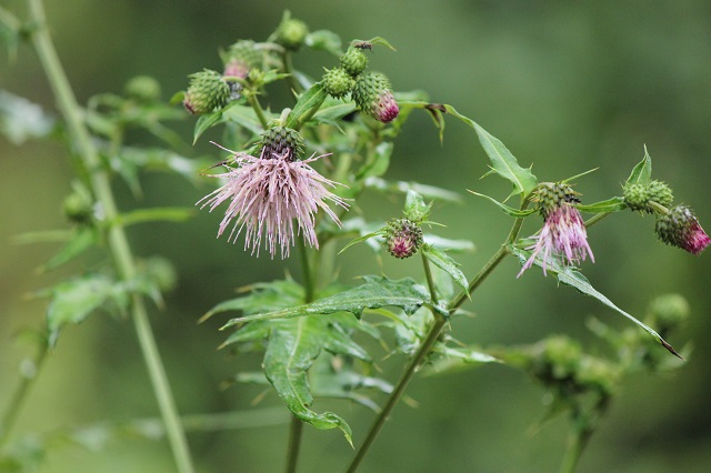 ヨシノアザミ キク科   名前の由来
「ヨシノアザミ」の名前は、発見者である岡山県の植物学者・吉野善介氏に由来します。