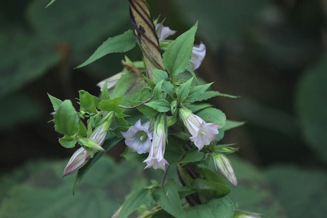 ツルリンドウ  リンドウ科  ツルリンドウは、薄紫色の可憐な花を咲かせ、秋には宝石のような赤い実をつけます。この赤い実は薬効があり、古くから胃の調子を整える漢方薬として利用されてきました。花言葉は「正義・誠実・情熱」で、ひっそりと咲く姿や鮮やかな実からその意味が感じられます。