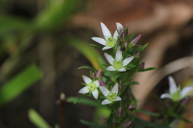 センブリ リンドウ科 センブリは二年草、非常に苦味が強く、「千回振り出してもまだ苦い」という意味からその名が付けられました。薬草として利用され、健胃薬や整腸薬として用いられます。